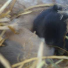 Kanin Brownie <Funny Bunny> <3