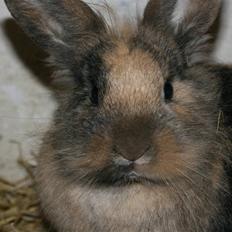 Kanin Nynne  *meget savnet*