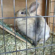 Kanin Nynne  *meget savnet*