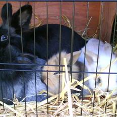 Kanin Nynne  *meget savnet*