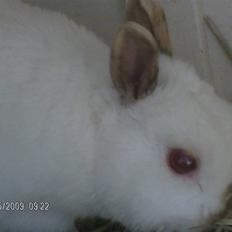 Kanin R.I.P Nenko 