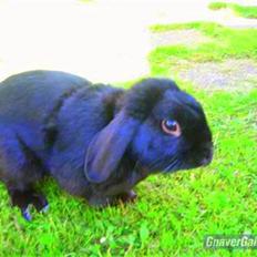 Kanin Holmens Pepsi <3