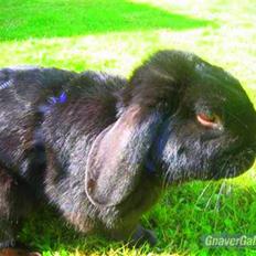 Kanin Holmens Pepsi <3