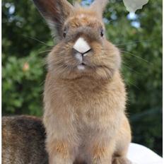 Kanin TEGLGÅRDS *STAMPE-JUNiOR*