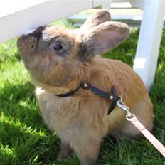 Kanin TEGLGÅRDS *STAMPE-JUNiOR*