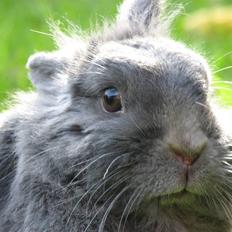 Kanin Oscar *R.I.P.*