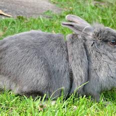 Kanin Oscar *R.I.P.*