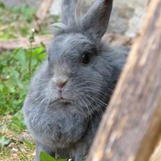 Kanin Oscar *R.I.P.*