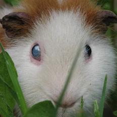 Marsvin Bimse *R.I.P.*