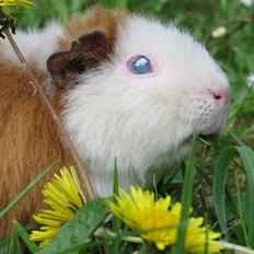 Marsvin Bimse *R.I.P.*