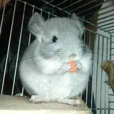 Chinchilla Amaiya <3 solgt