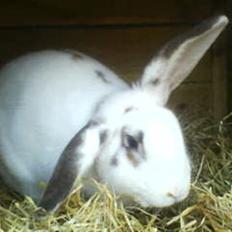 Kanin Pelle Haleløs