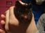 Hamster Gismo