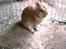 Kanin Lion