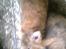 Kanin Lion