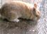Kanin Lion