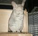 Chinchilla Aida 