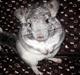 Chinchilla Gustav