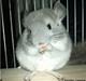 Chinchilla Amaiya <3 solgt