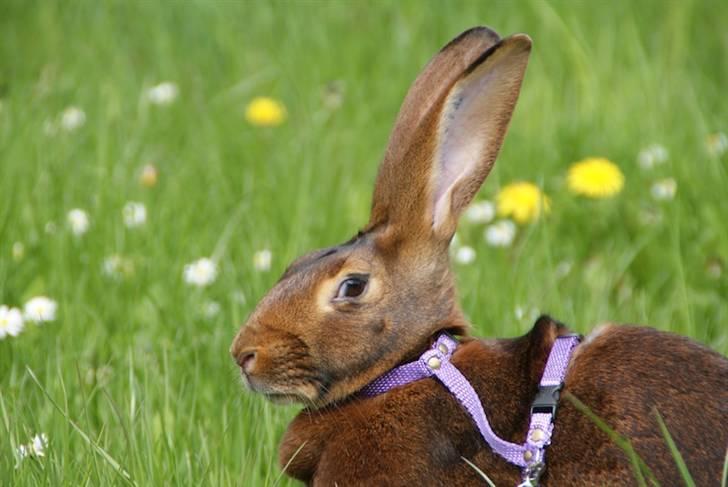 Kanin Sonora billede 4