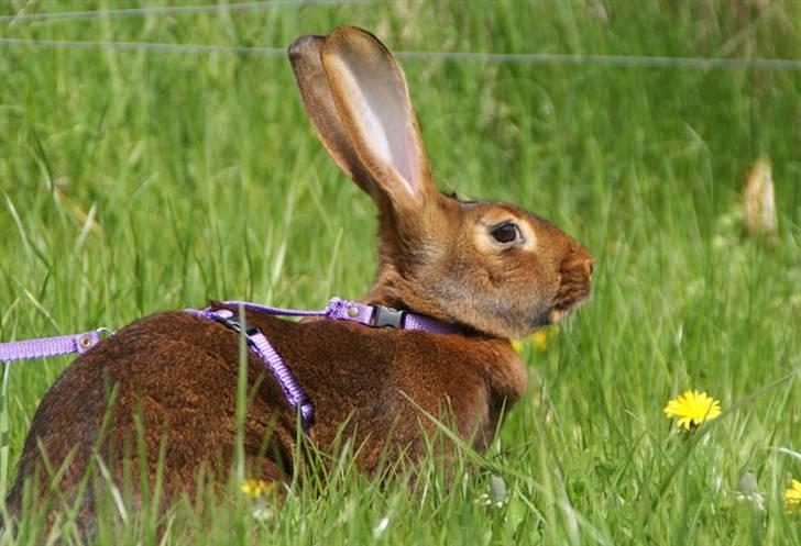 Kanin Sonora billede 5