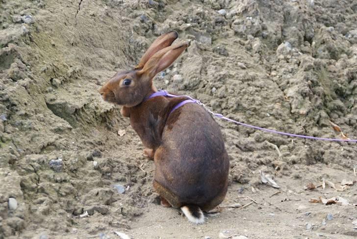 Kanin Sonora billede 6