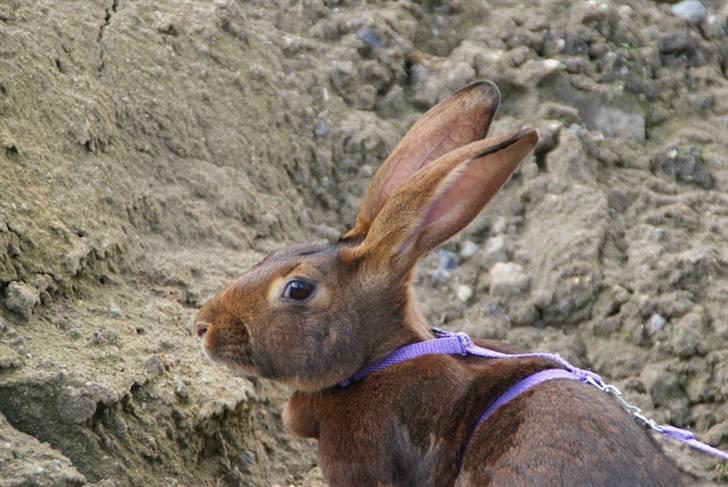 Kanin Sonora billede 7