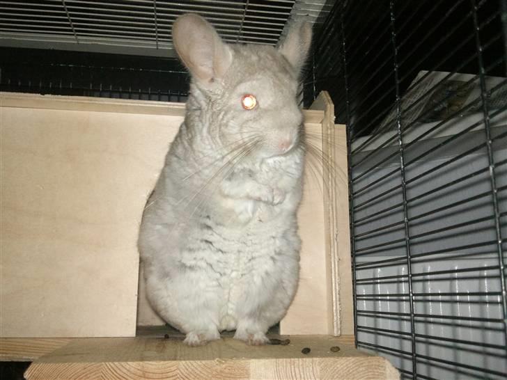 Chinchilla Aida  billede 1