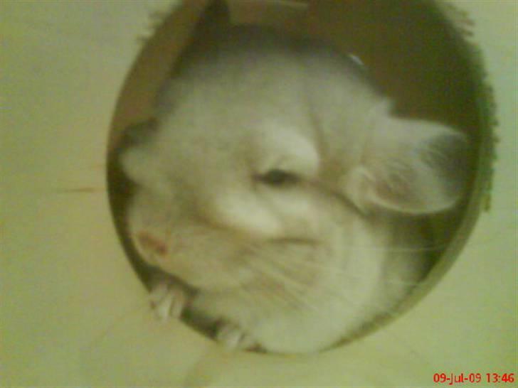 Chinchilla Aida  billede 2