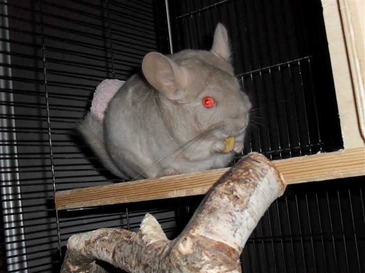 Chinchilla Aida  billede 3