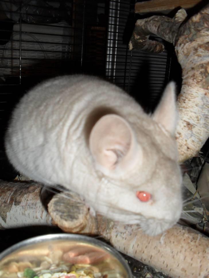 Chinchilla Aida  billede 4