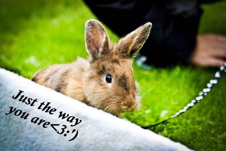 Kanin Tarzan - Tarzan ! billede 1