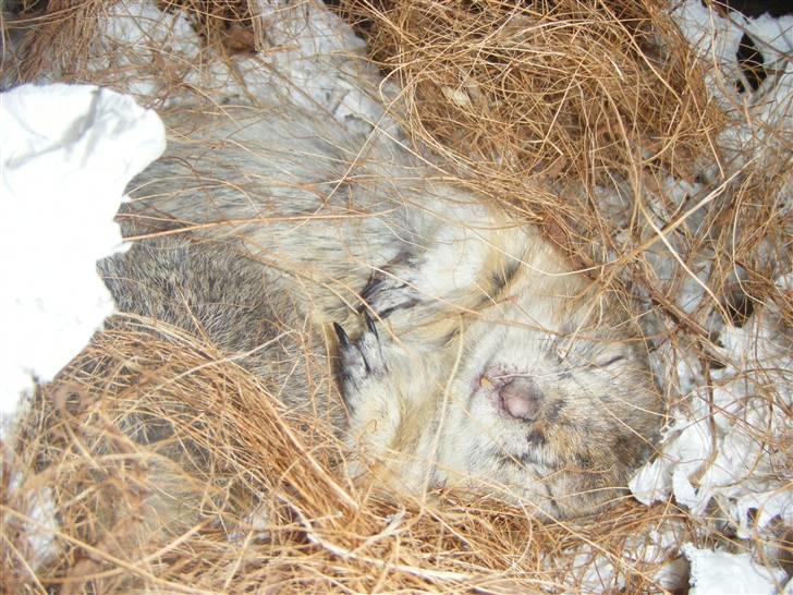 Egern lunte billede 1