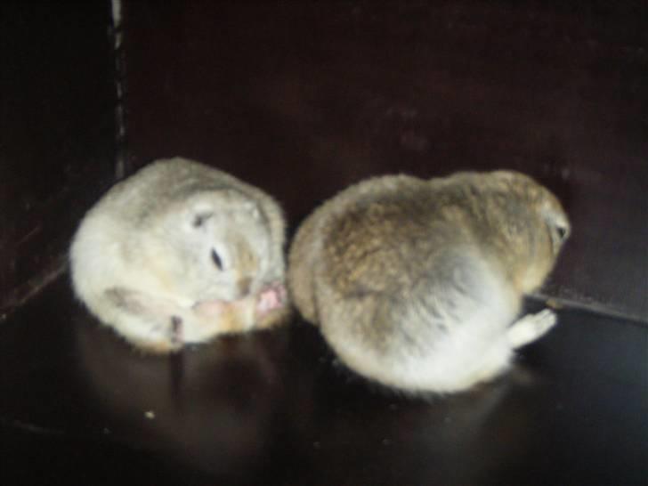 Egern lunte billede 2