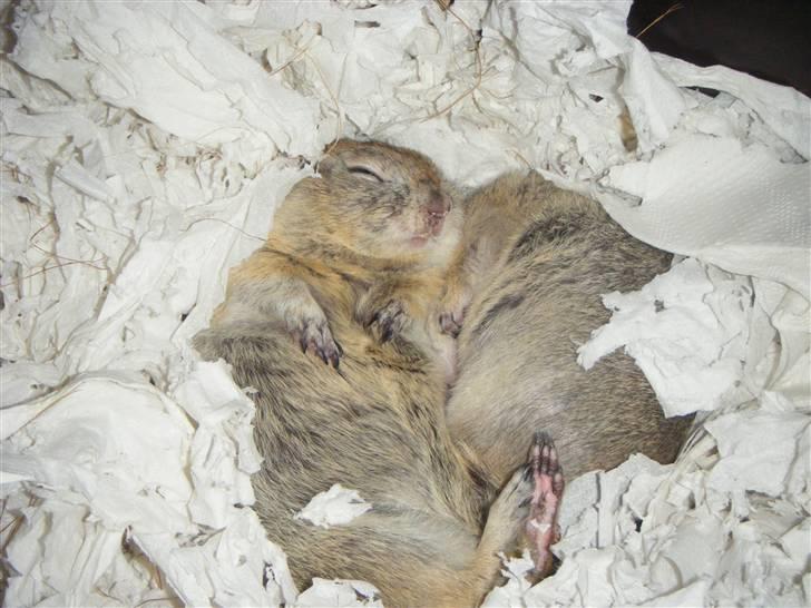 Egern lunte billede 3