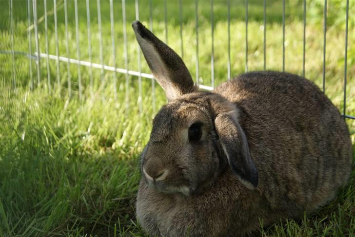 Kanin Ninus - Gamle, men smuk. :´) Du lyser mine dage op billede 12