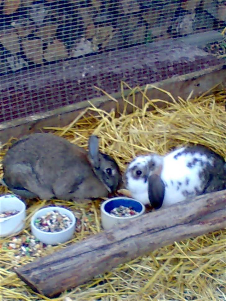 Kanin Ninus - Ninus sammen med Kira, Hendes halv søster... RIP. MIn smukke Kira ;´( billede 13