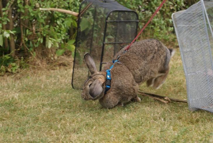 Kanin Ninus - hold da helt op det var højt. så bliver det skú heller ikke højer xD (Hun nækter at springe højere) Foto: Sara A (miqq) billede 14