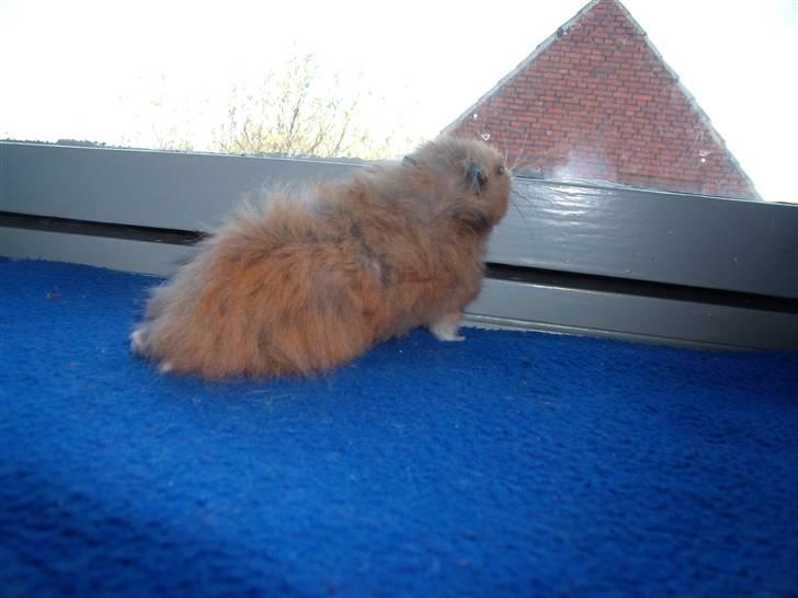 Hamster Fede Feo - Tak for denne gang billede 7
