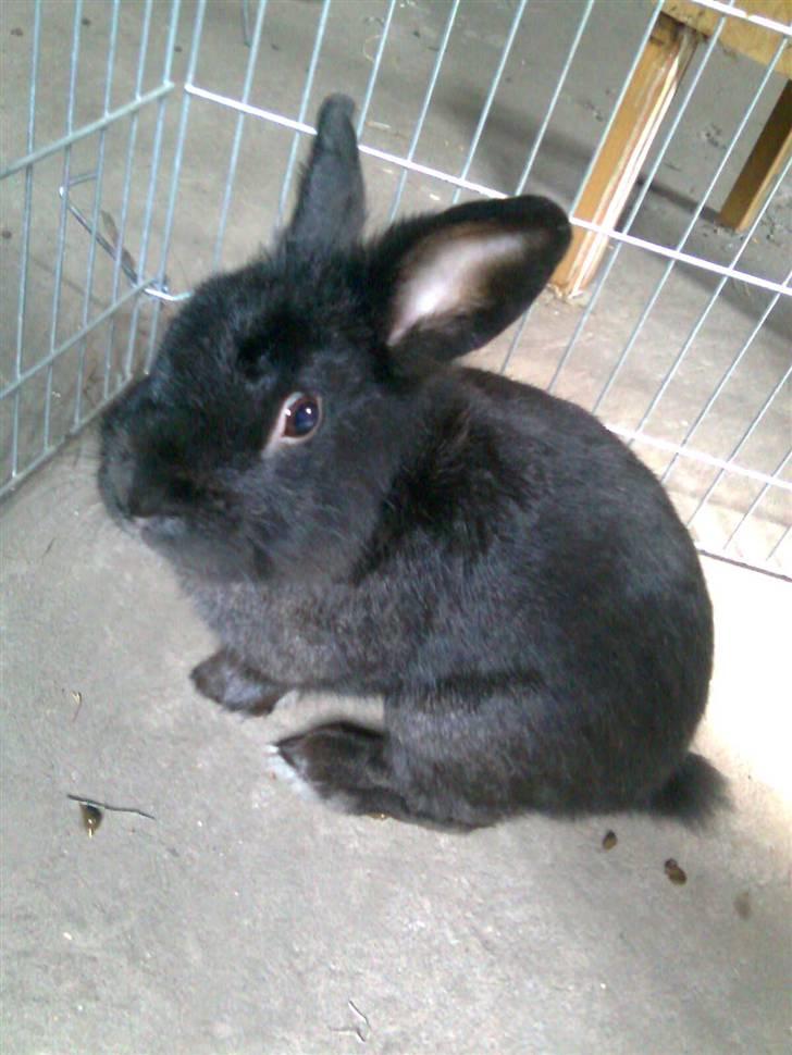 Kanin Black billede 1