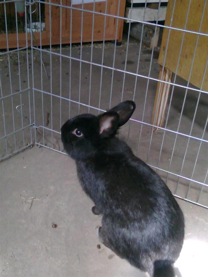 Kanin Black billede 2