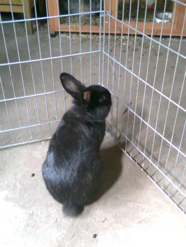Kanin Black billede 3