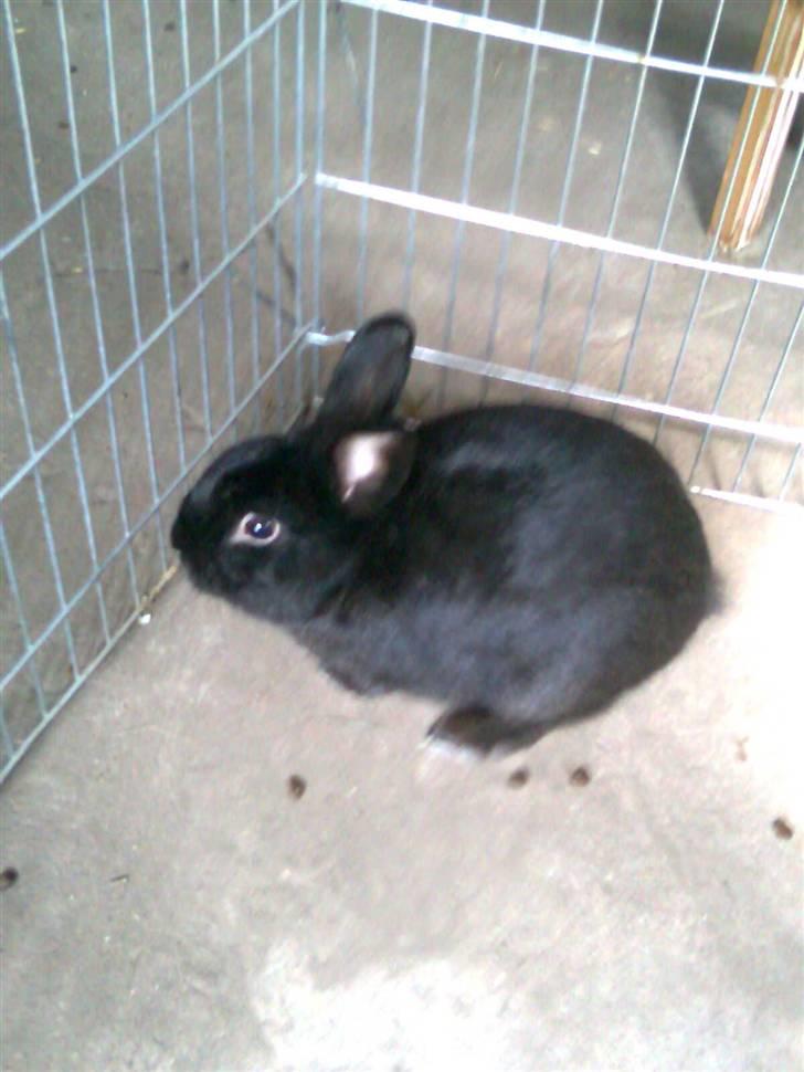 Kanin Black billede 4
