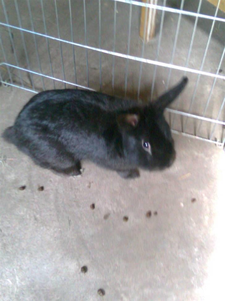 Kanin Black billede 5
