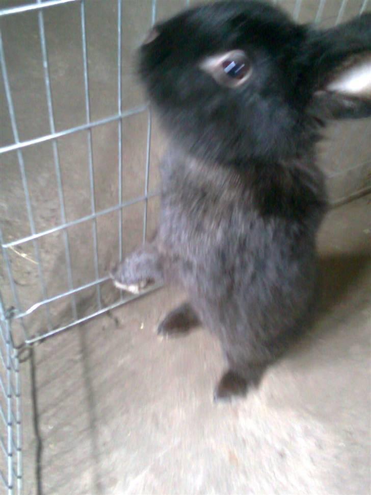 Kanin Black billede 6