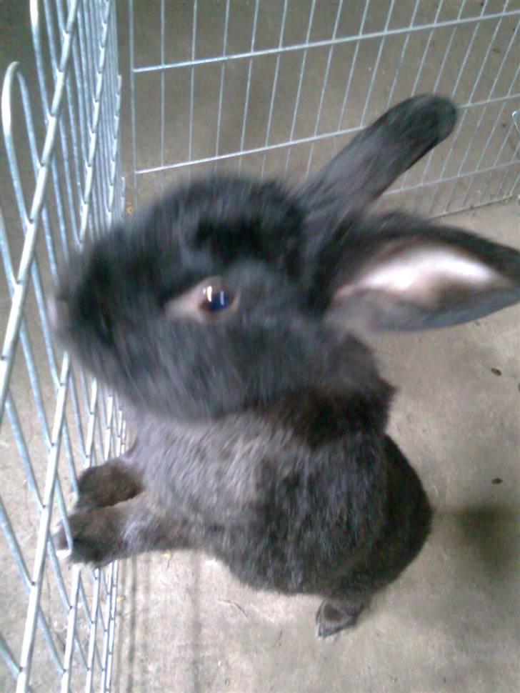 Kanin Black billede 7