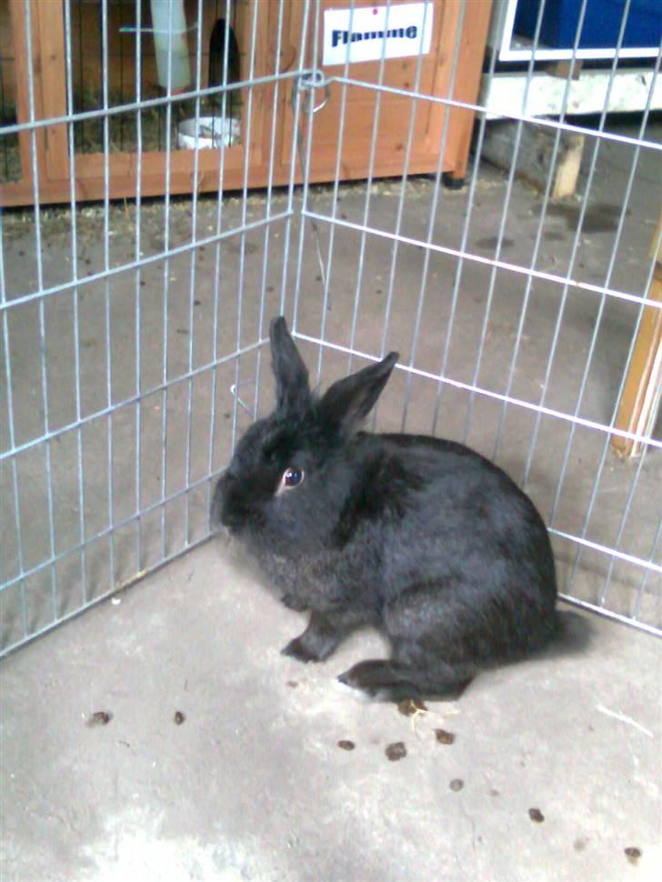 Kanin Black billede 8