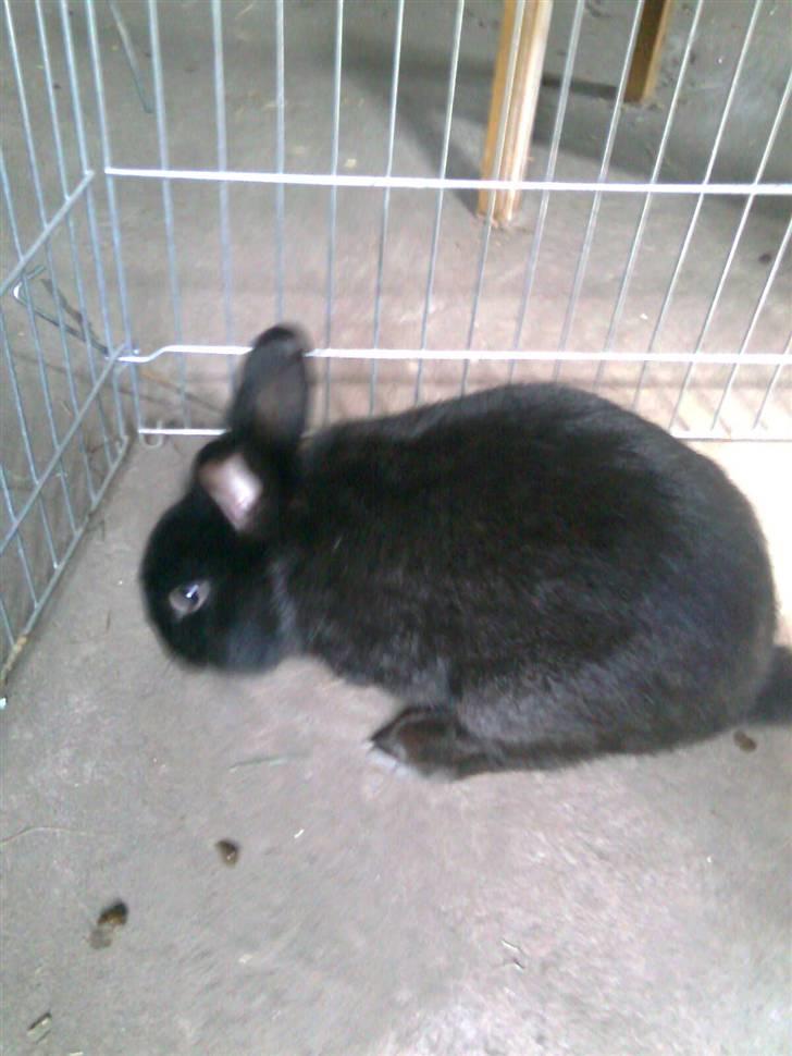 Kanin Black billede 9