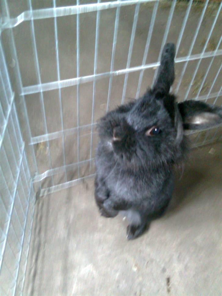 Kanin Sorte billede 1