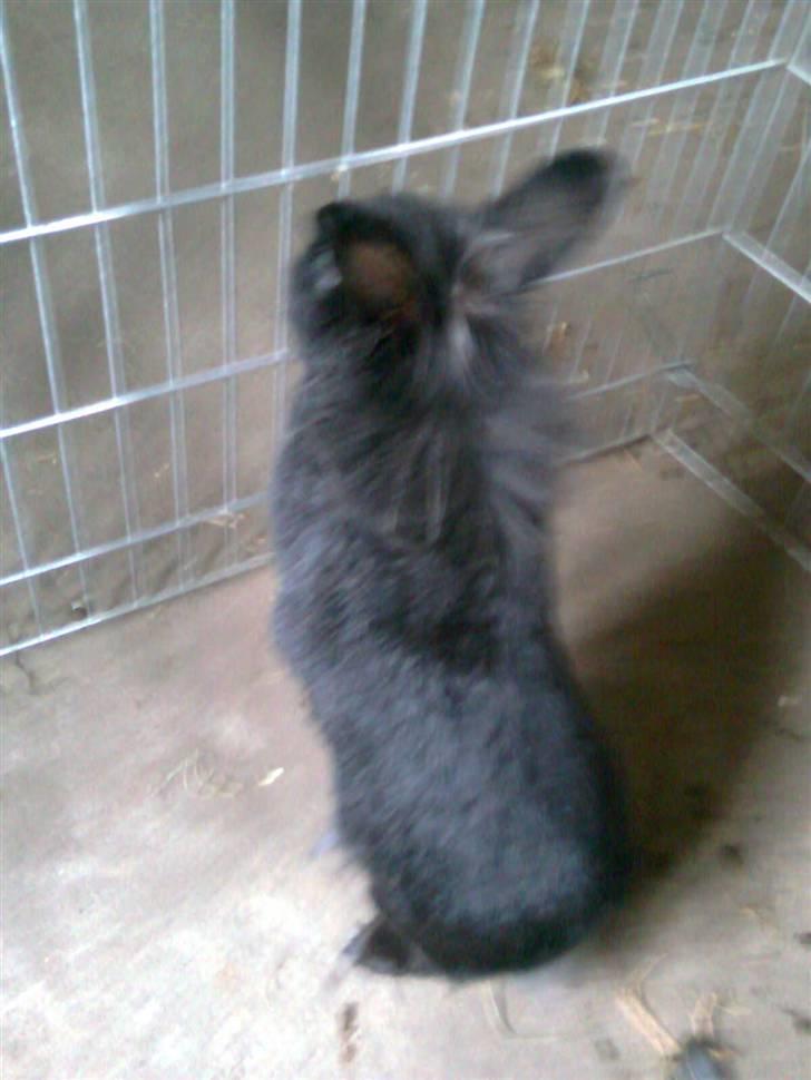 Kanin Sorte billede 2